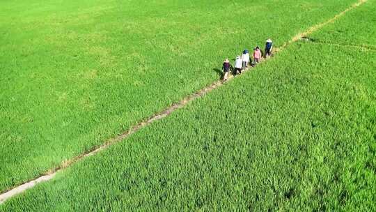 稻田中行走的人群俯瞰画面