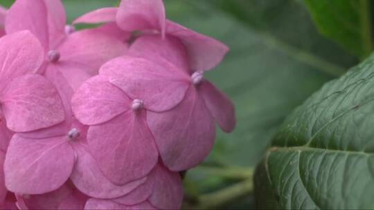 粉红色绣球花特写