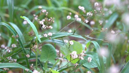 钻野紫菀 野菜 草本植物 菊科 顽固杂草