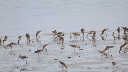 深圳湾飞行觅食的黑尾塍鹬群、鹬鸻群、鸟群