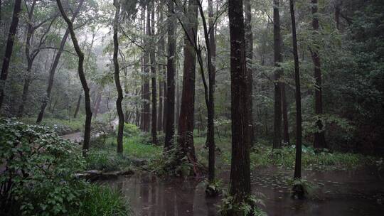 杭州西湖景区虎跑公园森林氧吧