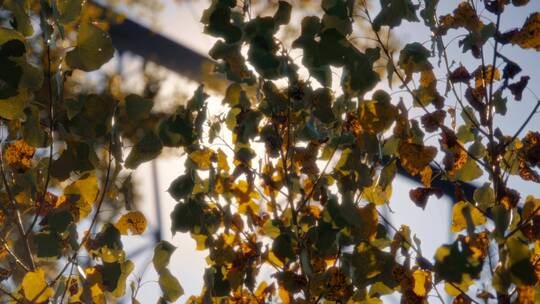 秋天阳光透过树叶