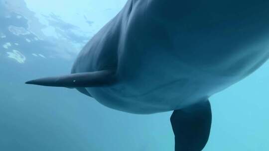 海豚游向镜头前特写