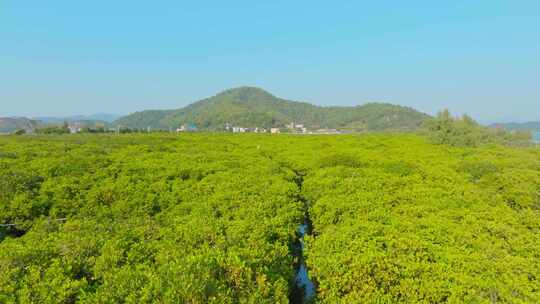 广东江门_镇海湾红树林湿地公园航拍006