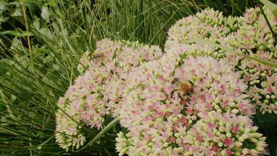 Carder Bee，昆虫，授粉，石杉