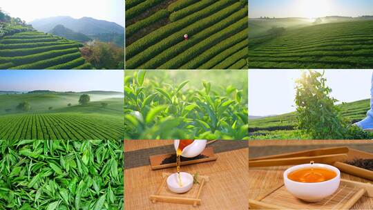 茶叶茶园茶山冲茶倒茶