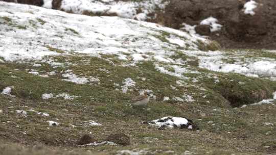 高原上的小鸟在雪中觅食