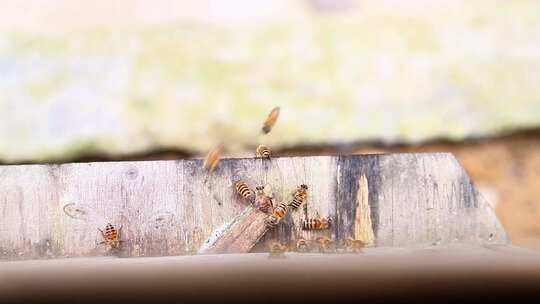 蜜蜂聚集在木头上的近景画面