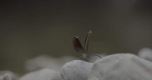 溪水上的蜻蜓