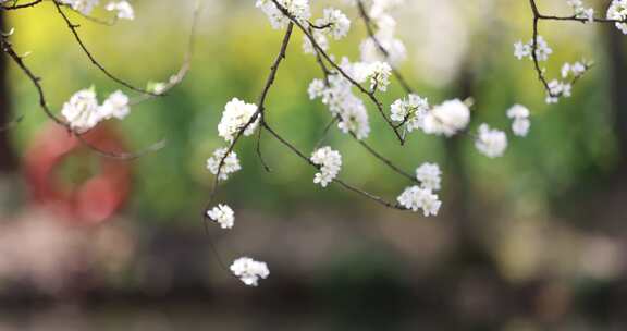 春风吹动湖边盛开的李花李子花