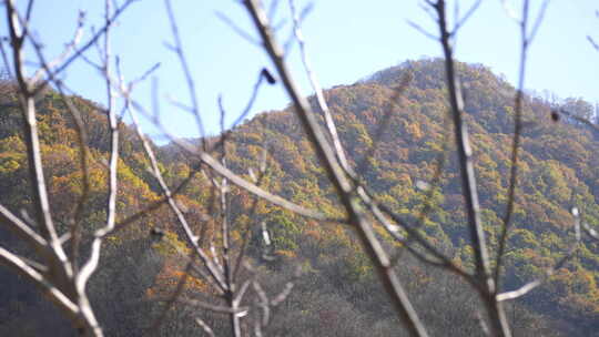 秦岭秋季风景