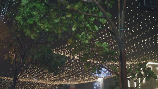 雨夜树上的灯光视频素材模板下载