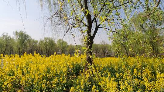 柳树在油菜花中