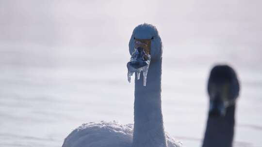 冬季寒冷冰河上野生的白天鹅在飞翔嬉戏觅食