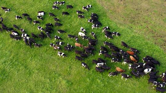 航拍草原上散养的牛群视频素材模板下载