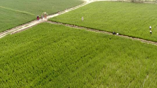 印度北方邦绿色田园农庄
