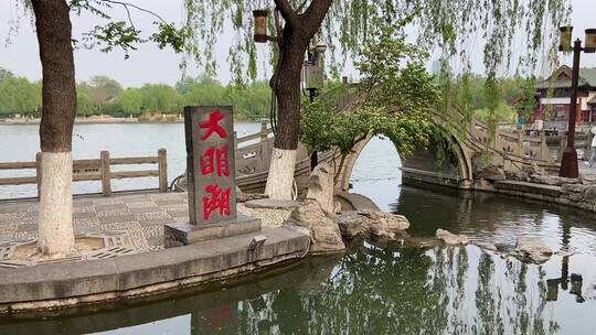 济南老城区蔷薇花盛开，路边蔷薇花美景