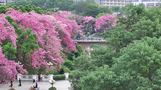 中国广东省广州市从化区华软异木棉