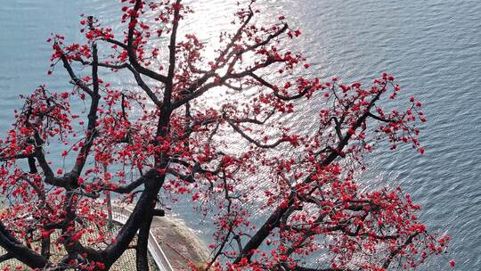 中国广东省佛山市顺德区新滘水闸木棉花