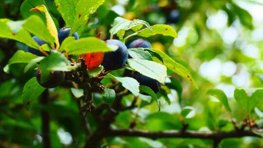 树枝上的野生黑浆果