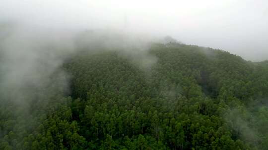 绿色雨林森林山林植物林地