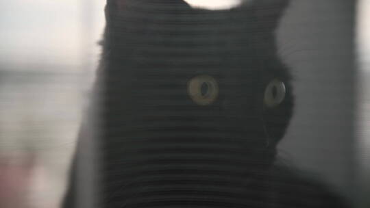 窗帘后黑色的猫咪特写视频素材模板下载