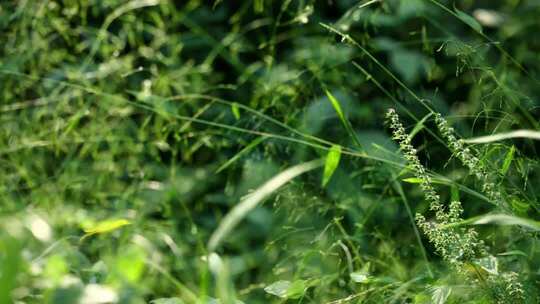 随风摇曳的野草