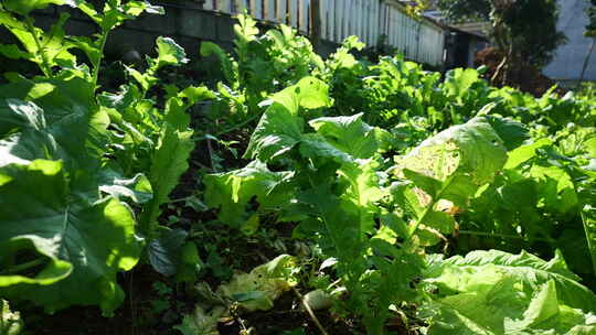 菜园里的有机生态绿色蔬菜