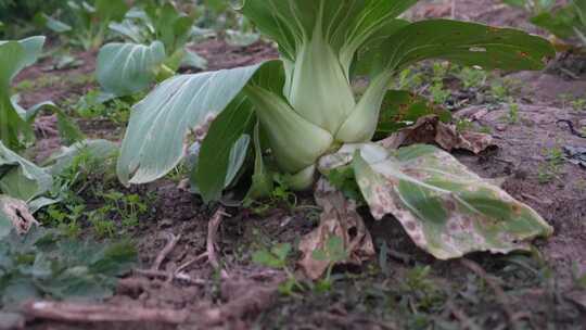 蔬菜种植  有机蔬菜 绿色 青菜 菜地  菜园