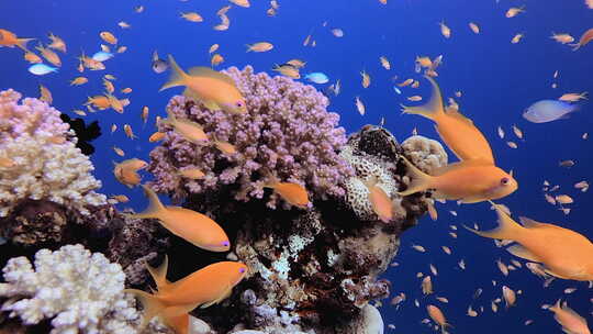 海洋热带海洋生物礁