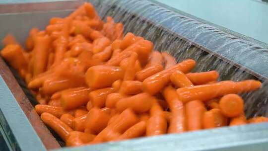 胡萝卜全自动削皮中央厨房净菜加工生产线视频素材模板下载