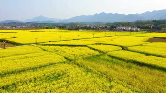 油菜花海 春天 田野