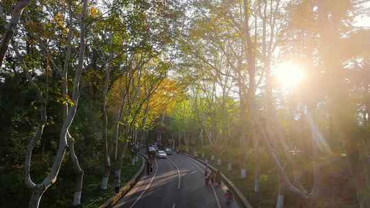 南京秋天 梧桐大道 陵园路