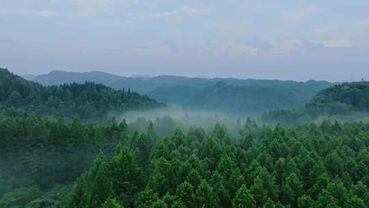 大山深处森林云里雾里