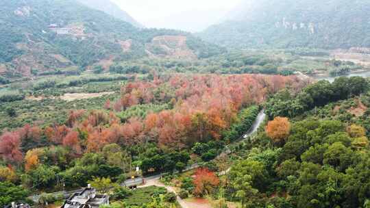 宁德霞浦杨家溪枫叶林航拍