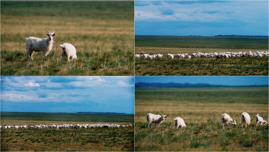 【合集】草原山羊羊群放牧