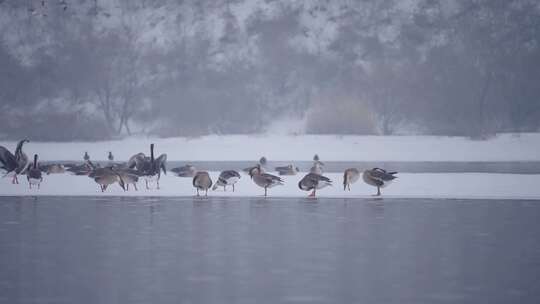 冬季河面上野生的大雁