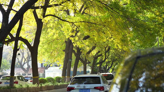 北京秋天秋景秋色道路马路巷子小巷