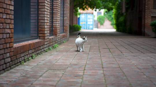 猫走在红砖街道上回头张望
