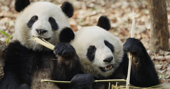 两只可爱大熊猫在吃竹子