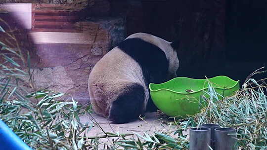 熊猫 大熊猫 国宝 动物 野生动物 野生