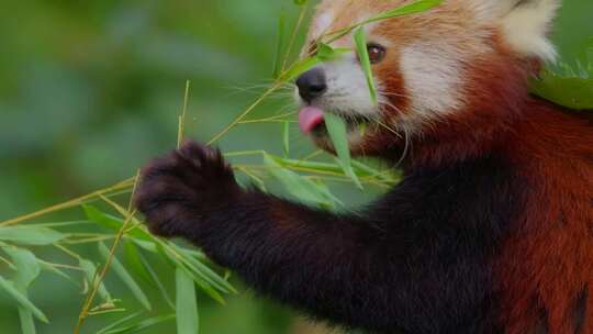 正在吃竹叶的小熊猫