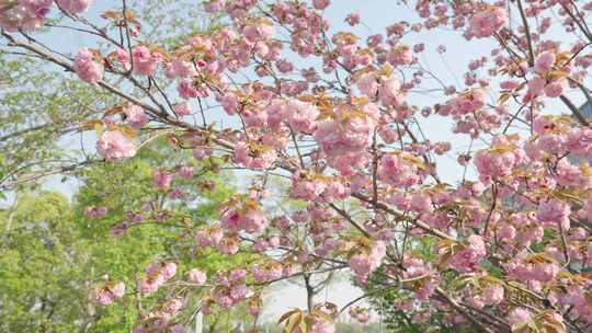 晚樱樱花春天花朵空镜空景运镜