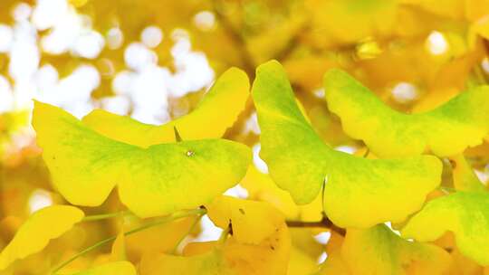 秋天金黄色银杏叶