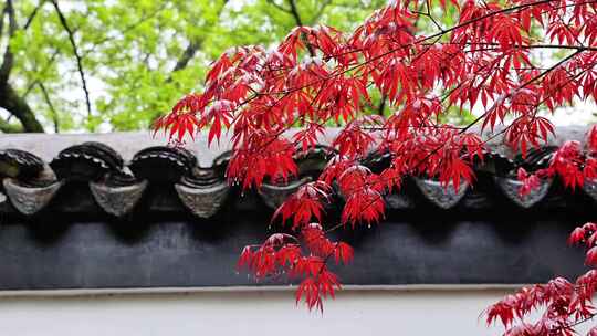 红枫 雨滴 春天 禅意 江南古镇 瓦片