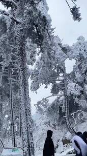 雪景意境，治愈系，聆听大自然的旋律