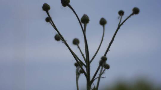 野苦菜花