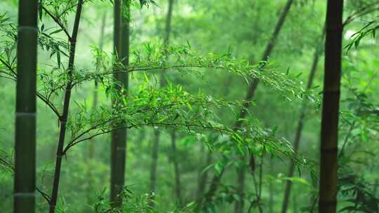 竹林竹叶禅意下雨天唯美空镜