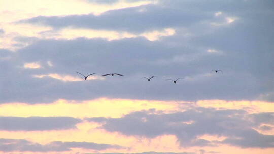 一群鸟飞过乌干达坎帕拉上空视频素材模板下载