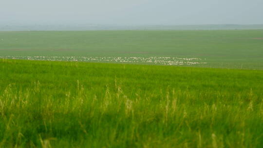 内蒙古大草原牛羊草原